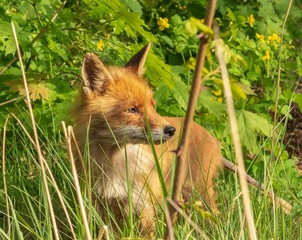 ein Fuchs im Grünen