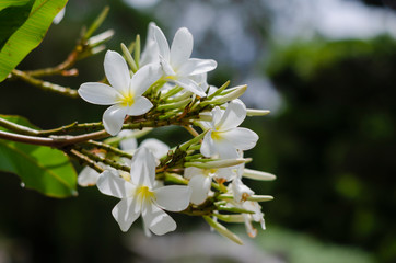 Quizás quisiste decir: flores blancas en un día soleado en un jardín japonés con bello bokeh de tonos verdes86/5000white flowers on a sunny day in a Japanese garden with beautiful green toned bokeh