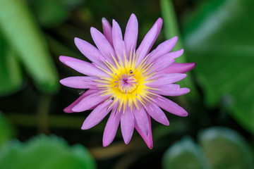 Purple lotus