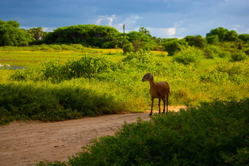 horse on pasture