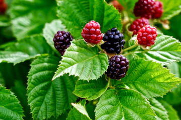 Fresh raspberry from the garden  