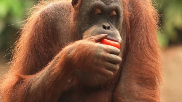 Close up a orangatang eating