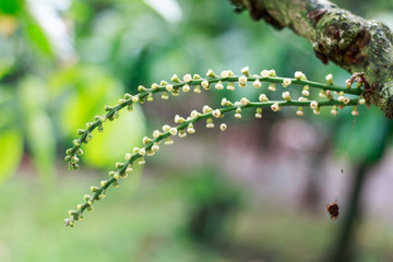 close up longkong flower