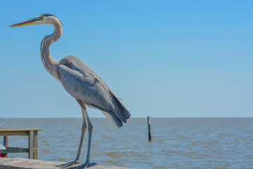 A Great Blue Heron on Jim Simpson Sr fishing pier, Harrison County, Gulfport, Mississippi, Gulf of Mexico USA