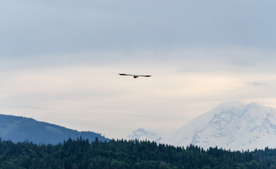 Fototapeta na wymiar Heron flying towards Rainier over Sammamish Lake