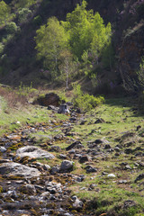 Creek with rusty-leaved alpenrose in mountains in spring