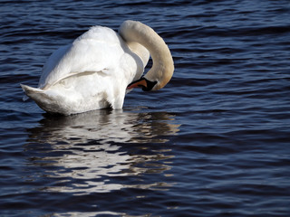 White swan in the river arranges feathers.