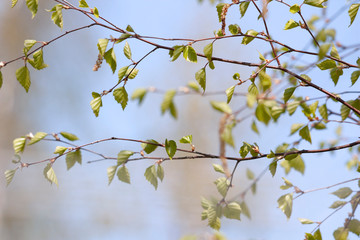 the twigs of birch trees with young foliage in spring as background