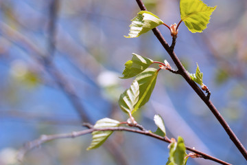 the twigs of birch trees with young foliage in spring as background
