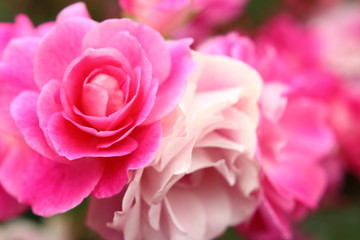 ピンク色の薔薇の花