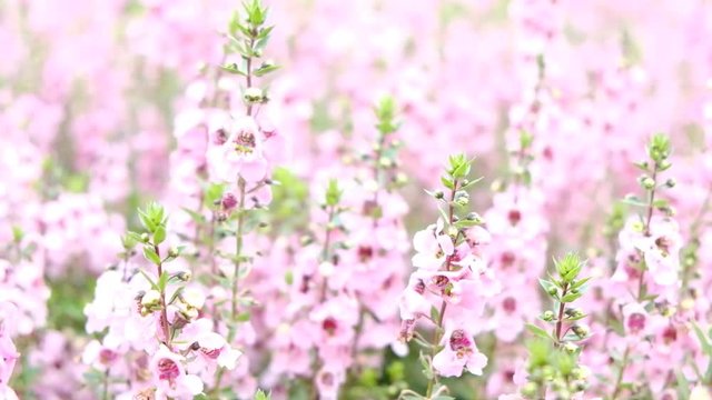 Group of Angelonia goyazensis Benth or purple Angelonia flower in the garden.