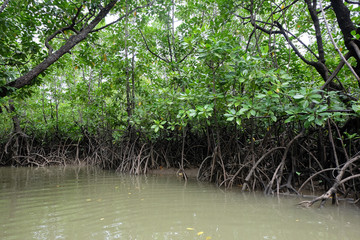 mangrove trees