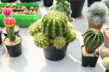 Cactus in Plant Shop