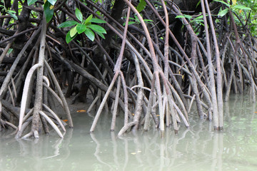 mangrove trees