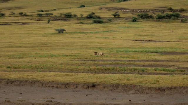 Lion on hunting in National park Serengeti Tanzania.