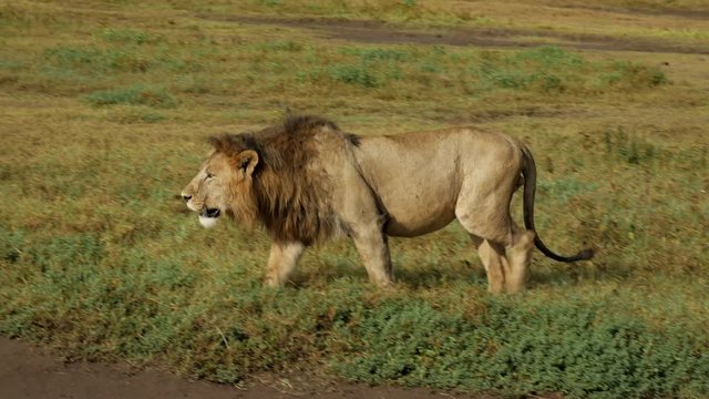 Big Lion in national park is looking for food