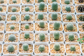 Fototapeta na wymiar Small Cactus in Pot Pattern