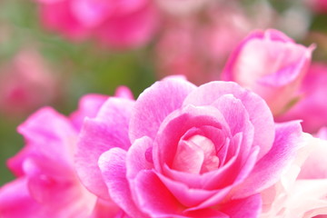 ピンク色の薔薇の花	
