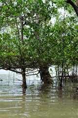 mangrove trees