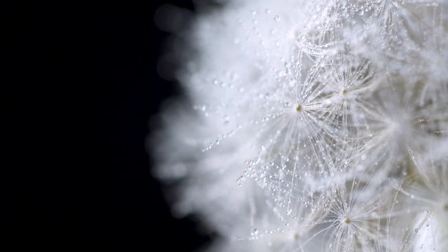 Dandelion seed flower rotatink on black background. Close up 4k footage.