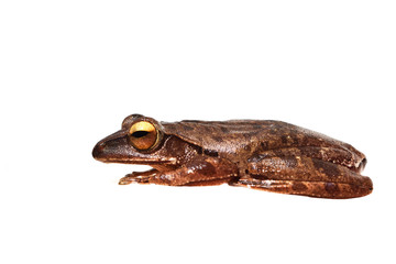 Big eye sparkle of amphibians in tropical Asia , Common tree frog isolated on white background