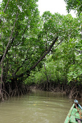 mangrove trees