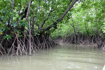 mangrove trees