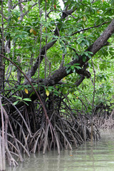 mangrove trees