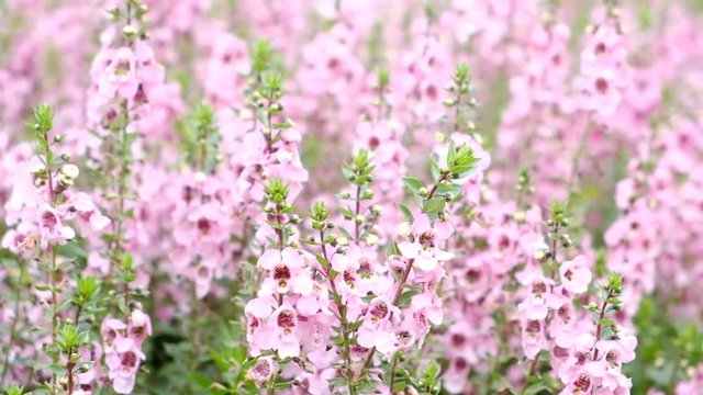 Group of Angelonia goyazensis Benth or purple Angelonia flower in the garden.