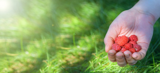Banner. Handful of ripe raspberry filled in a female hand on  background of green grass.