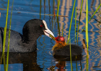 Coot feeding a chick with sea grass