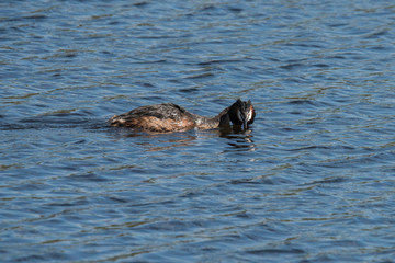 Great crested grebe in a pond