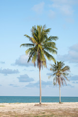 Obraz premium Coconut trees by the beach On the bright sky