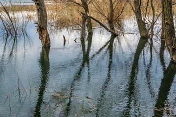 Forest in the lake