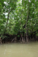 mangrove trees