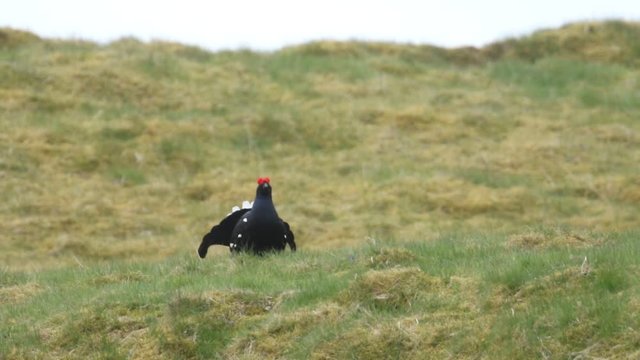 A magnificent rare male Black Grouse, Tetrao tetrix, displaying in the moors before sunrise.