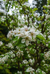 Branches with delicate white pear flowers in spring in the garden.