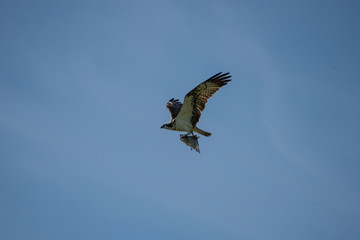 Osprey with a Bream in the air