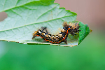 The shaggy caterpillar of a butterfly on a green leaf, a garden and garden pest