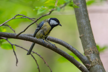 Great tit on a branch