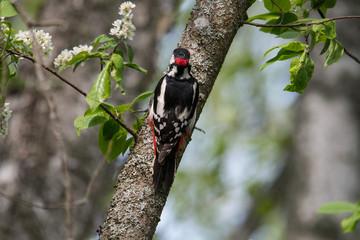Great spotted woodpecker on a branch