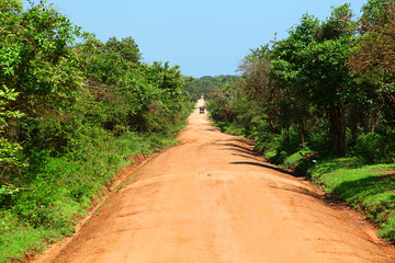 Lonely dirt road through the jungle in Yala National Park