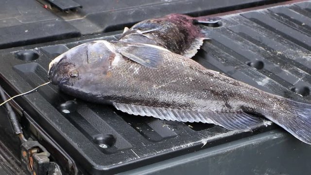 A caught tautog fish on the back of a truck.