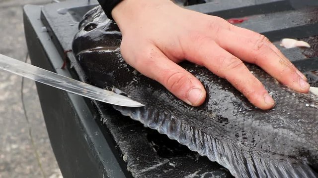 A man in a wetsuit filleting a tautog fish.