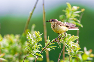 A little bird is sitting on a branch, summer time, Russia.