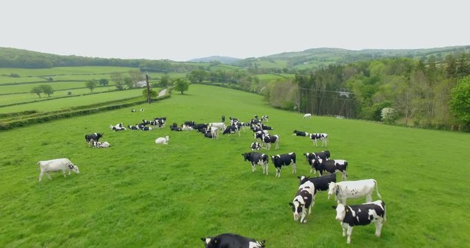 Flyover shot of cows grazing in field in north wales
