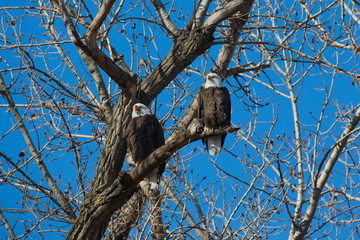 Bald Eagles, Loess Bluffs National Wildlife Refuge, Missouri
