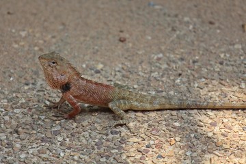 Chameleon,  it is the reptiles that has small-sized,  can run fast,  see it general in THAILAND.  