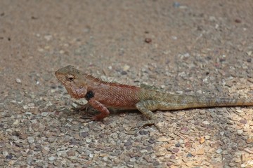 Chameleon,  it is the reptiles that has small-sized,  can run fast,  see it general in THAILAND.  