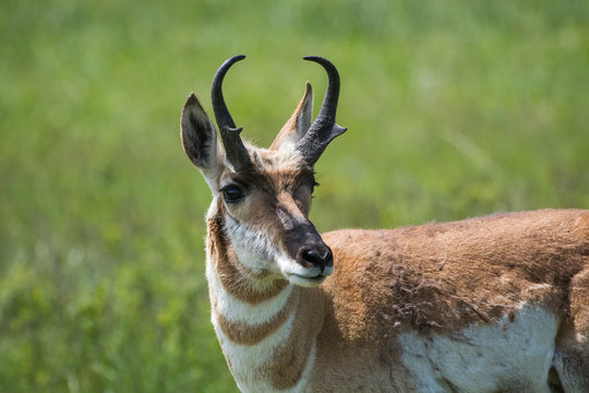 Pronghorn, Custer State Park